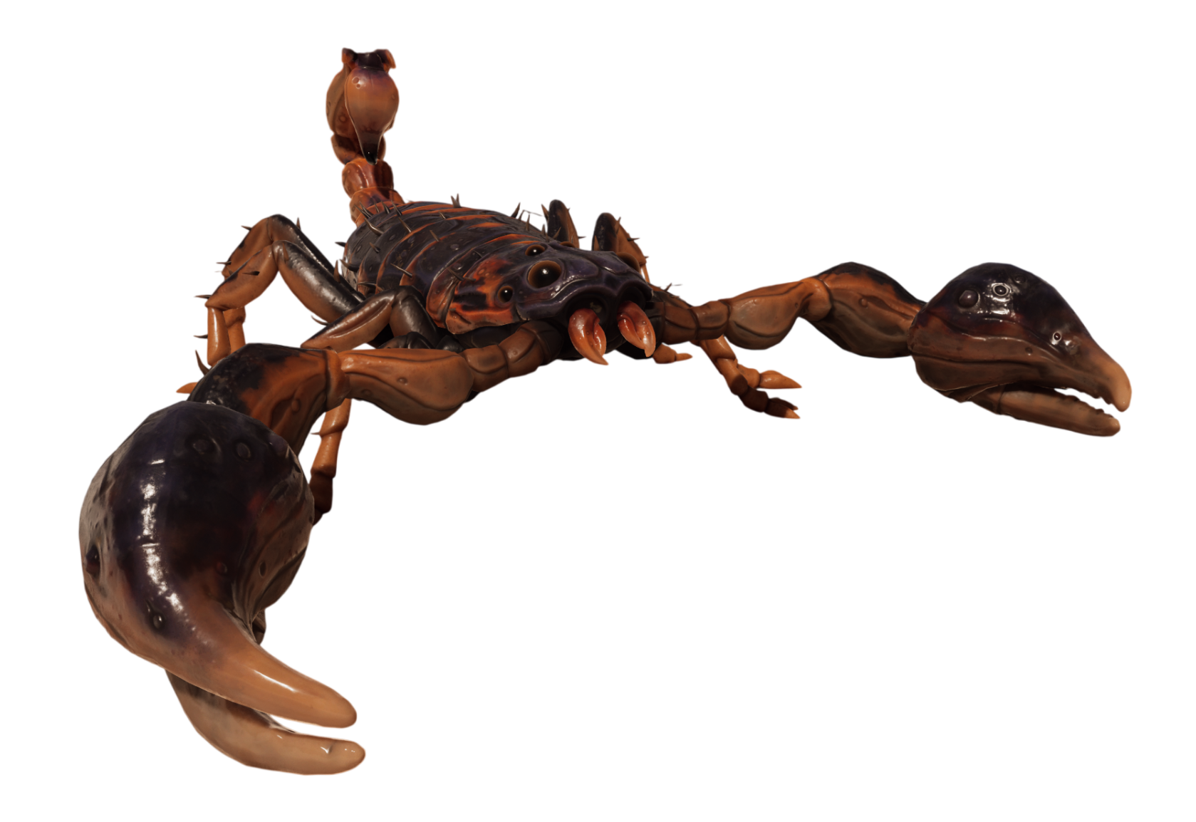 Striped Bark Scorpion